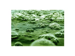 New Frontiers: Optogenetics - I-han Chou 