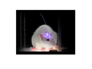 New Frontiers: Optogenetics - I-han Chou 