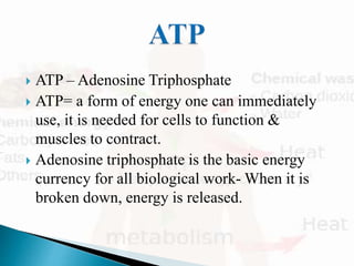 Transfer of energy in human body | PPTX
