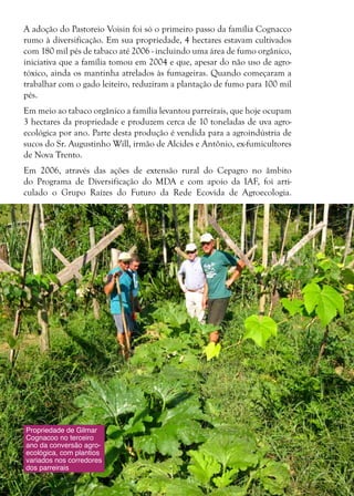 24
A adoção do Pastoreio Voisin foi só o primeiro passo da família Cognacco
rumo à diversificação. Em sua propriedade, 4 hectares estavam cultivados
com 180 mil pés de tabaco até 2006 - incluindo uma área de fumo orgânico,
iniciativa que a família tomou em 2004 e que, apesar do não uso de agro-
tóxico, ainda os mantinha atrelados às fumageiras. Quando começaram a
trabalhar com o gado leiteiro, reduziram a plantação de fumo para 100 mil
pés.
Em meio ao tabaco orgânico a família levantou parreirais, que hoje ocupam
3 hectares da propriedade e produzem cerca de 10 toneladas de uva agro-
ecológica por ano. Parte desta produção é vendida para a agroindústria de
sucos do Sr. Augustinho Will, irmão de Alcides e Antônio, ex-fumicultores
de Nova Trento.
Em 2006, através das ações de extensão rural do Cepagro no âmbito
do Programa de Diversificação do MDA e com apoio da IAF, foi arti-
culado o Grupo Raízes do Futuro da Rede Ecovida de Agroecologia.
Propriedade de Gilmar
Cognacoo no terceiro
ano da conversão agro-
ecológica, com plantios
variados nos corredores
dos parreirais
 