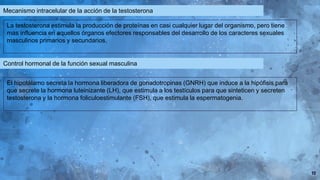 10
Mecanismo intracelular de la acción de la testosterona
La testosterona estimula la producción de proteínas en casi cualquier lugar del organismo, pero tiene
mas influencia en aquellos órganos efectores responsables del desarrollo de los caracteres sexuales
masculinos primarios y secundarios.
Control hormonal de la función sexual masculina
El hipotálamo secreta la hormona liberadora de gonadotropinas (GNRH) que induce a la hipófisis para
que secrete la hormona luteinizante (LH), que estimula a los testículos para que sinteticen y secreten
testosterona y la hormona foliculoestimulante (FSH), que estimula la espermatogenia.
 