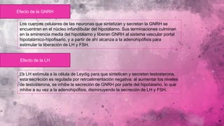 11
Efecto de la GNRH
Los cuerpos celulares de las neuronas que sintetizan y secretan la GNRH se
encuentran en el núcleo infundíbular del hipotálamo. Sus terminaciones culminan
en la eminencia media del hipotálamo y liberan GNRH al sistema vascular portal
hipotalámico-hipofisario, y a partir de ahí alcanza a la adenohipófisis para
estimular la liberación de LH y FSH.
La LH estimula a la célula de Leydig para que sinteticen y secreten testosterona,
esta secreción es regulada por retroalimentación negativa: al aumentar los niveles
de testosterona, se inhibe la secreción de GNRH por parte del hipotálamo, lo que
inhibe a su vez a la adenohipófisis, disminuyendo la secreción de LH y FSH.
Efecto de la LH
 