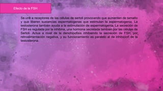12
Se une a receptores de las células de sertoli provocando que aumenten de tamaño
y que liberen sustancias espermatogenas que estimulan la espermatogenia. La
testosterona también ayuda a la estimulación de espermatogenia. La secreción de
FSH es regulada por la inhibina, una hormona secretada tambien por las células de
Sertoli. Actua a nivel de la denohipofisis inhibiendo la secreción de FSH, por
retroalimentación negativa, y su funcionamiento es paralelo al de inhibicion de la
testosterona.
Efecto de la FSH
 