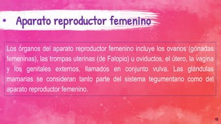 13
• Aparato reproductor femenino
Los órganos del aparato reproductor femenino incluye los ovarios (gónadas
femeninas), las trompas uterinas (de Falopio) u oviductos, el útero, la vagina
y los genitales externos, llamados en conjunto vulva. Las glándulas
mamarias se consideran tanto parte del sistema tegumentario como del
aparato reproductor femenino.
 
