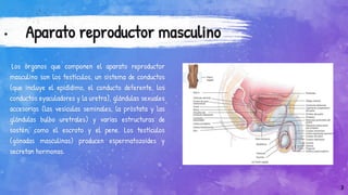 • Aparato reproductor masculino
Los órganos que componen el aparato reproductor
masculino son los testículos, un sistema de conductos
(que incluye el epidídimo, el conducto deferente, los
conductos eyaculadores y la uretra), glándulas sexuales
accesorias (las vesículas seminales, la próstata y las
glándulas bulbo uretrales) y varias estructuras de
sostén, como el escroto y el pene. Los testículos
(gónadas masculinas) producen espermatozoides y
secretan hormonas.
3
 