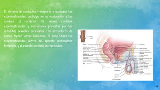 4
El sistema de conductos transporta y almacena los
espermatozoides, participa en su maduración y los
conduce al exterior. El semen contiene
espermatozoides y secreciones provistas por las
glándulas sexuales accesorias. Las estructuras de
sostén tienen varias funciones. El pene libera los
espermatozoides dentro del aparato reproductor
femenino, y el escroto sostiene los testículos.
 