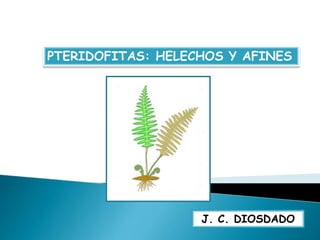 PTERIDOFITAS: HELECHOS Y AFINES 
J. C. DIOSDADO 
 