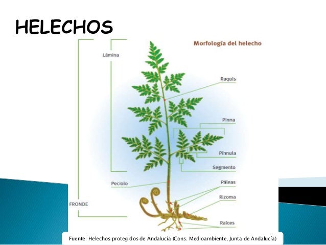HELECHOS.- GENERALIDADES.
