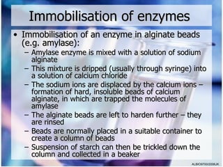 Immobilisation of enzymes
• Immobilisation of an enzyme in alginate beads
  (e.g. amylase):
  – Amylase enzyme is mixed with a solution of sodium
    alginate
  – This mixture is dripped (usually through syringe) into
    a solution of calcium chloride
  – The sodium ions are displaced by the calcium ions –
    formation of hard, insoluble beads of calcium
    alginate, in which are trapped the molecules of
    amylase
  – The alginate beads are left to harden further – they
    are rinsed
  – Beads are normally placed in a suitable container to
    create a column of beads
  – Suspension of starch can then be trickled down the
    column and collected in a beaker
                                                     ALBIO9700/2006JK
 