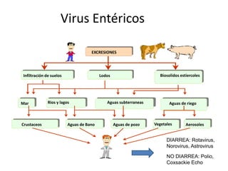 Infiltración en suelosInfiltración de suelos Aguas residualesLodos Abono con lodos
de depuradoras
Biosolidos estiercoles
MarMar Ríos y lagosRios y lagos Aguas subterráneasAguas subterraneas Aguas de riegoAguas de riego
Moluscos bivalvosCrustaceos Aguas de bañoAguas de Bano Agua potableAguas de pozo VerdurasVegetales AerosolesAerosoles
EXCRESIONES
Virus Entéricos
DIARREA: Rotavirus,
Norovirus, Astrovirus
NO DIARREA: Polio,
Coxsackie Echo
 