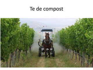 Te de compost
 