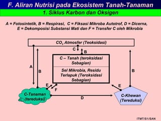 1. Siklus Karbon dan Oksigen
ITMT/S1/SAN
F. Aliran Nutrisi pada Ekosistem Tanah-Tanaman
C-Tanaman
(tereduksi)
C-Khewan
(Tereduksi)
CO2 Atmosfer (Teoksidasi)
C – Tanah (teroksidasi
Sebagian)
Sel Mikrobia, Residu
Terlapuk (Teroksidasi
Sebagian)
A
B
C
B
B
E
F
D
E
A = Fotosintetik, B = Respirasi, C = Fiksasi Mikroba Autotrof, D = Dicerna,
E = Dekomposisi Substansi Mati dan F = Transfer C oleh Mikrobia
 