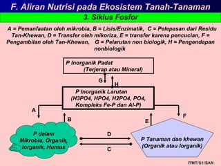 3. Siklus Fosfor
ITMT/S1/SAN
A = Pemanfaatan oleh mikrobia, B = Lisis/Enzimatik, C = Pelepasan dari Residu
Tan-Khewan, D = Transfer oleh mikoriza, E = transfer karena pencucian, F =
Pengambilan oleh Tan-Khewan, G = Pelarutan non biologik, H = Pengendapan
nonbiologik
P dalam
Mikrobia, Organik,
Iorganik, Humus
P Tanaman dan khewan
(Organik atau Iorganik)
P Inorganik Padat
(Terjerap atau Mineral)
P Inorganik Larutan
(H3PO4, HPO4, H2PO4, PO4,
Kompleks Fe-P dan Al-P)
H
B E
A
F
D
C
G
F. Aliran Nutrisi pada Ekosistem Tanah-Tanaman
 