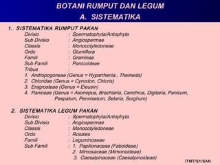 BOTANI RUMPUT DAN LEGUM
ITMT/S1/SAN
2. SISTEMATIKA LEGUM PAKAN
Divisio : Spermatophyta/Antophyta
Sub Divisio : Angiospermae
Classis : Monocotyledoneae
Ordo : Rosales
Famili : Leguminoseae
Sub Famili : 1. Papilionaceae (Faboideae)
2. Mimosaceae (Mimonoideae)
3. Caesalpinaceae (Caesalpinoideae)
1. SISTEMATIKA RUMPUT PAKAN
Divisio : Spermatophyta/Antophyta
Sub Divisio : Angiospermae
Classis : Monocotyledoneae
Ordo : Glumiflora
Famili : Graminae
Sub Famili : Panicoideae
Tribus :
1. Andropogoneae (Genus = Hyparrhenia., Themeda)
2. Chloridae (Genus = Cynodon, Chloris)
3. Eragrosteae (Genus = Eleusin)
4. Paniceae (Genus = Axonopus, Brachiaria, Cenchrus, Digitaria, Panicum,
Paspalum, Pennisetum, Setaria, Sorghum)
A. SISTEMATIKA
 