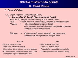 BOTANI RUMPUT DAN LEGUM
ITMT/S1/SAN
1. Rumput Pakan
1.1. Organ vegetatif (Akar, Batang, Daun)
A. Bagian Bawah Tanah (Subterranians Parts)
Akar (radix) = organ tumbuhan yang ada di bawah tanah
* Ciri = tidak berbuku, tidak beruas, umumnya tidak berklorofil
* Fungsi = -alat pertautan tanaman ke tanah
-alat penyalur nutrisi dari tempat serapan ke organ lain
-tempat aktivitas metabolisme
Rhizome = -batang bawah tanah, sebagai organ penyimpan
-membentuk batang vertikal dengan akar
B. MORFOLOGI
Rhizome Akar
-Terdapat buku dan ruas
- Pada buku ada mata kuncup
- Ujung-ujung rhizome terus menerus tumbuh
- Tunas baru asal rhizome tumbuh dan punya
akar sendiri + pisah dari rhizome asal.
-Tidak ada buku dan ruas
- Tidak ada mata kuncup
- Pertumbuhan sangat t/p pangkal akar
- Tidak dapat memisah dengan batang
 
