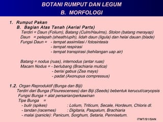 BOTANI RUMPUT DAN LEGUM
ITMT/S1/SAN
1. Rumput Pakan
B. Bagian Atas Tanah (Aerial Parts)
Terdiri = Daun (Folium), Batang (Culm/Haulms), Stolon (batang merayap)
Daun = pelepah (sheath/upih), lidah daun (ligula) dan helai dauan (blade)
Fungsi Daun = - tempat assimilasi / fotosintesis
- tempat respirasi
- tempat transpirasi (kehilangan uap air)
Batang = nodus (ruas), internodus (antar ruas)
Macam Nodus = - berlubang (Brachiaria mutica)
- berisi gabus (Zea mays)
- padat (Axonupus compressus)
1.2. Organ Reproduktif (Bunga dan Biji)
Terdiri dari Bunga (Flourescenses) dan Biji (Seeds) bebentuk kerucut/caryopsis
Fungsi Bunga = alat persarian/perkawinan
Tipe Bunga =
- bulir (spikes) : Lolium, Triticum, Secale, Hordeum, Chloris dl.
- tandan (racemes) : Digitaria, Paspalum, Brachiaria
- malai (panicle): Panicum, Sorghum, Setaria, Pennisetum.
B. MORFOLOGI
 