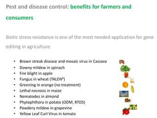 Pest and disease control: benefits for farmers and
consumers
Biotic stress resistance is one of the most needed application for gene
editing in agriculture.
• Brown streak disease and mosaic virus in Cassava
• Downy mildew in spinach
• Fire blight in apple
• Fungus in wheat (TALENR)
• Greening in orange (no treatment)
• Lethal necrosis in maize
• Nematodes in almond
• Phytophthora in potato (ODM, RTDS)
• Powdery mildew in grapevine
• Yellow Leaf Curl Virus in tomato
 