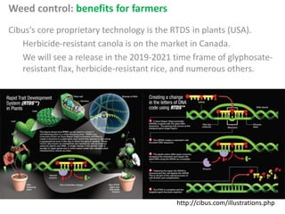 http://cibus.com/illustrations.php
Weed control: benefits for farmers
Cibus‘s core proprietary technology is the RTDS in plants (USA).
Herbicide-resistant canola is on the market in Canada.
We will see a release in the 2019-2021 time frame of glyphosate-
resistant flax, herbicide-resistant rice, and numerous others.
 