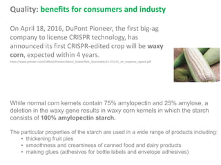 Quality: benefits for consumers and industy
On April 18, 2016, DuPont Pioneer, the first big-ag
company to license CRISPR technology, has
announced its first CRISPR-edited crop will be waxy
corn, expected within 4 years.
https://www.pioneer.com/CMRoot/Pioneer/About_Global/Non_Searchable/15-352-01_air_response_signed.pdf
While normal corn kernels contain 75% amylopectin and 25% amylose, a
deletion in the waxy gene results in waxy corn kernels in which the starch
consists of 100% amylopectin starch.
The particular properties of the starch are used in a wide range of products including:
• thickening fruit pies
• smoothness and creaminess of canned food and dairy products
• making glues (adhesives for bottle labels and envelope adhesives)
 