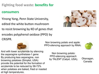 Fighting food waste: benefits for
consumers
Yinong Yang, Penn State University,
edited the white button mushroom
to resist browning by KO of genes that
encodes polyphenol oxidase (PPO) by
CRISPR.
And with lower acrylamide by silencing
the asparagine synthetase-1 gene:
By producing less asparagine, non
browning potatoes (Simplot, USA)
provide the potential for the formation of
acrylamide to be reduced by 58-72%
when potatoes are baked, fried or roasted
at high temperatures.
Non browning potato and apple:
PPO-silencing approach by RNAi.
Okanagan,
Canada
Non browning potato:
PPO-silencing approach
by TALENR (Calyxt, USA).
 