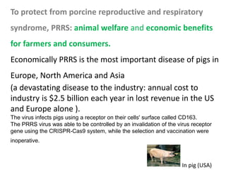 To protect from porcine reproductive and respiratory
syndrome, PRRS: animal welfare and economic benefits
for farmers and consumers.
Economically PRRS is the most important disease of pigs in
Europe, North America and Asia
(a devastating disease to the industry: annual cost to
industry is $2.5 billion each year in lost revenue in the US
and Europe alone ).
The virus infects pigs using a receptor on their cells' surface called CD163.
The PRRS virus was able to be controlled by an invalidation of the virus receptor
gene using the CRISPR-Cas9 system, while the selection and vaccination were
inoperative.
In pig (USA)
 