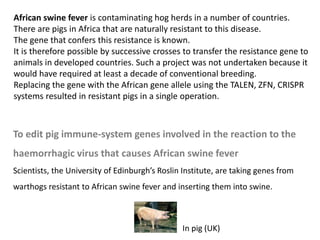 To edit pig immune-system genes involved in the reaction to the
haemorrhagic virus that causes African swine fever
Scientists, the University of Edinburgh’s Roslin Institute, are taking genes from
warthogs resistant to African swine fever and inserting them into swine.
African swine fever is contaminating hog herds in a number of countries.
There are pigs in Africa that are naturally resistant to this disease.
The gene that confers this resistance is known.
It is therefore possible by successive crosses to transfer the resistance gene to
animals in developed countries. Such a project was not undertaken because it
would have required at least a decade of conventional breeding.
Replacing the gene with the African gene allele using the TALEN, ZFN, CRISPR
systems resulted in resistant pigs in a single operation.
In pig (UK)
 