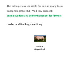 The prion gene responsible for bovine spongiform
encephalopathy (BSE, Mad cow disease):
animal welfare and economic benefit for farmers
can be modified by gene editing.
In cattle
(Argentina)
 