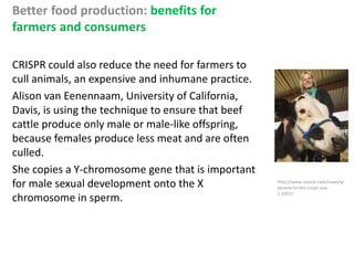 Better food production: benefits for
farmers and consumers
CRISPR could also reduce the need for farmers to
cull animals, an expensive and inhumane practice.
Alison van Eenennaam, University of California,
Davis, is using the technique to ensure that beef
cattle produce only male or male-like offspring,
because females produce less meat and are often
culled.
She copies a Y-chromosome gene that is important
for male sexual development onto the X
chromosome in sperm.
http://www.nature.com/news/w
elcome-to-the-crispr-zoo-
1.19537
 