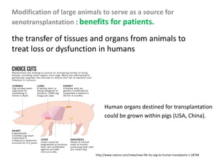 Modification of large animals to serve as a source for
xenotransplantation : benefits for patients.
the transfer of tissues and organs from animals to
treat loss or dysfunction in humans
http://www.nature.com/news/new-life-for-pig-to-human-transplants-1.18768
Human organs destined for transplantation
could be grown within pigs (USA, China).
 