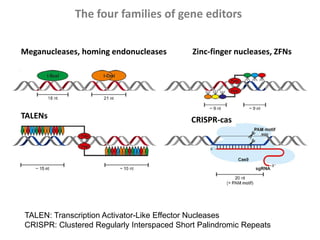 Zinc-finger nucleases, ZFNsMeganucleases, homing endonucleases
TALENs CRISPR-cas
The four families of gene editors
TALEN: Transcription Activator-Like Effector Nucleases
CRISPR: Clustered Regularly Interspaced Short Palindromic Repeats
 