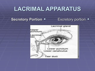 LACRIMAL APPARATUS

Secretory Portion 
Excretory portion
 