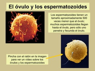 El óvulo y los espermatozoides 
Los espermatozoides tienen un 
tamaño aproximadamente 500 
veces menor que el óvulo; 
much...