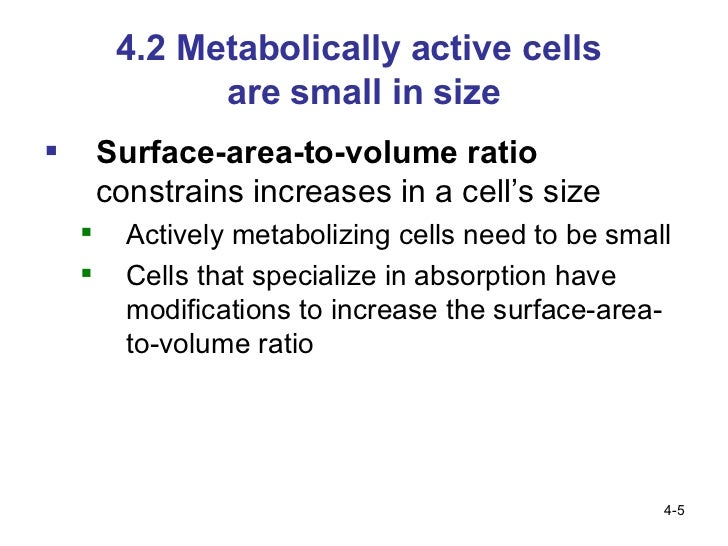 04 lecture ppt the reason that metabolizing cells are small in size is because