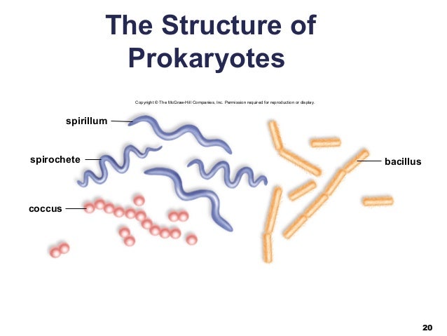 04 lecture ppt cell structure and function