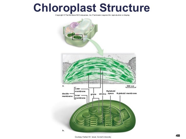 04 lecture ppt cell structure and function