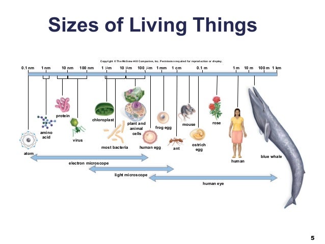 04 lecture ppt cell structure and function size of cell