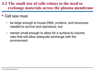 4.2 The small size of cells relates to the need to
exchange materials across the plasma membrane
 Cell size must
– be large enough to house DNA, proteins, and structures
needed to survive and reproduce, but
– remain small enough to allow for a surface-to-volume
ratio that will allow adequate exchange with the
environment.
© 2012 Pearson Education, Inc.
 