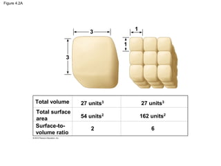 Figure 4.2A
3
3
1
1
Total volume
Total surface
area
Surface-to-
volume ratio
2
54 units2
27 units3
27 units3
162 units2
6
 