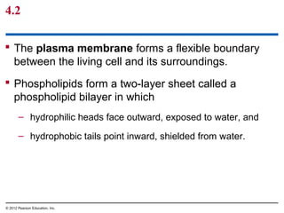  The plasma membrane forms a flexible boundary
between the living cell and its surroundings.
 Phospholipids form a two-layer sheet called a
phospholipid bilayer in which
– hydrophilic heads face outward, exposed to water, and
– hydrophobic tails point inward, shielded from water.
4.2
© 2012 Pearson Education, Inc.
 