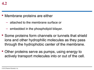  Membrane proteins are either
– attached to the membrane surface or
– embedded in the phospholipid bilayer.
 Some proteins form channels or tunnels that shield
ions and other hydrophilic molecules as they pass
through the hydrophobic center of the membrane.
 Other proteins serve as pumps, using energy to
actively transport molecules into or out of the cell.
4.2
© 2012 Pearson Education, Inc.
 