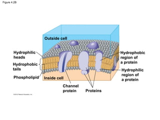 Figure 4.2B
Outside cell
Hydrophilic
heads
Hydrophobic
tails
Phospholipid Inside cell
Channel
protein Proteins
Hydrophilic
region of
a protein
Hydrophobic
region of
a protein
 