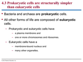 4.3 Prokaryotic cells are structurally simpler
than eukaryotic cells
 Bacteria and archaea are prokaryotic cells.
 All other forms of life are composed of eukaryotic
cells.
– Prokaryotic and eukaryotic cells have
– a plasma membrane and
– one or more chromosomes and ribosomes.
– Eukaryotic cells have a
– membrane-bound nucleus and
– many other organelles.
© 2012 Pearson Education, Inc.
 