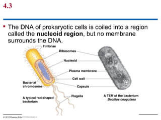 4.3
 The DNA of prokaryotic cells is coiled into a region
called the nucleoid region, but no membrane
surrounds the DNA.
© 2012 Pearson Education, Inc.
 