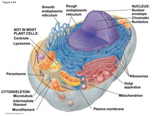 Figure 4.4A
Smooth
endoplasmic
reticulum
Rough
endoplasmic
reticulum
NUCLEUS:
Nuclear
envelope
Chromatin
Nucleolus
Ribosomes
Golgi
apparatus
Mitochondrion
Plasma membrane
Peroxisome
CYTOSKELETON:
Microtubule
Intermediate
filament
Microfilament
Lysosome
Centriole
NOT IN MOST
PLANT CELLS:
 