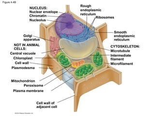 Figure 4.4B
NUCLEUS:
Nuclear envelope
Chromatin
Nucleolus
Golgi
apparatus
Rough
endoplasmic
reticulum
Ribosomes
Peroxisome
Central vacuole
NOT IN ANIMAL
CELLS:
Chloroplast
Cell wall
Plasmodesma
Mitochondrion
Plasma membrane
Cell wall of
adjacent cell
Smooth
endoplasmic
reticulum
CYTOSKELETON:
Microtubule
Intermediate
filament
Microfilament
 