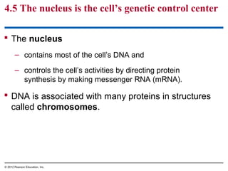 4.5 The nucleus is the cell’s genetic control center
 The nucleus
– contains most of the cell’s DNA and
– controls the cell’s activities by directing protein
synthesis by making messenger RNA (mRNA).
 DNA is associated with many proteins in structures
called chromosomes.
© 2012 Pearson Education, Inc.
 