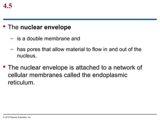 4.5
 The nuclear envelope
– is a double membrane and
– has pores that allow material to flow in and out of the
nucleus.
 The nuclear envelope is attached to a network of
cellular membranes called the endoplasmic
reticulum.
© 2012 Pearson Education, Inc.
 