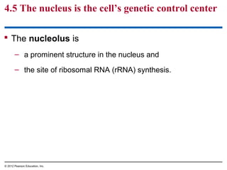 4.5 The nucleus is the cell’s genetic control center
 The nucleolus is
– a prominent structure in the nucleus and
– the site of ribosomal RNA (rRNA) synthesis.
© 2012 Pearson Education, Inc.
 