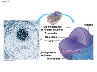 Figure 4.5
Two membranes
of nuclear envelope
Nucleus
Chromatin
Nucleolus
Pore
Endoplasmic
reticulum
Ribosomes
 