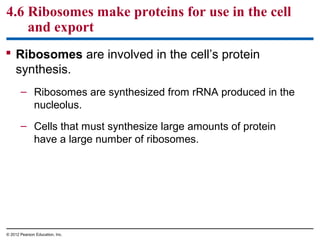 4.6 Ribosomes make proteins for use in the cell
and export
 Ribosomes are involved in the cell’s protein
synthesis.
– Ribosomes are synthesized from rRNA produced in the
nucleolus.
– Cells that must synthesize large amounts of protein
have a large number of ribosomes.
© 2012 Pearson Education, Inc.
 